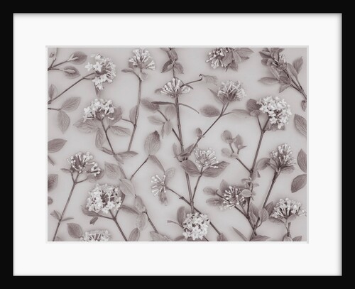 Viburnum Juddii flowers by Assaf Frank